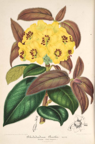 Rhododendron Boothii by L’Illustration horticole